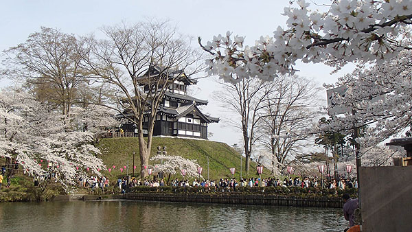 高田城三重櫓と桜